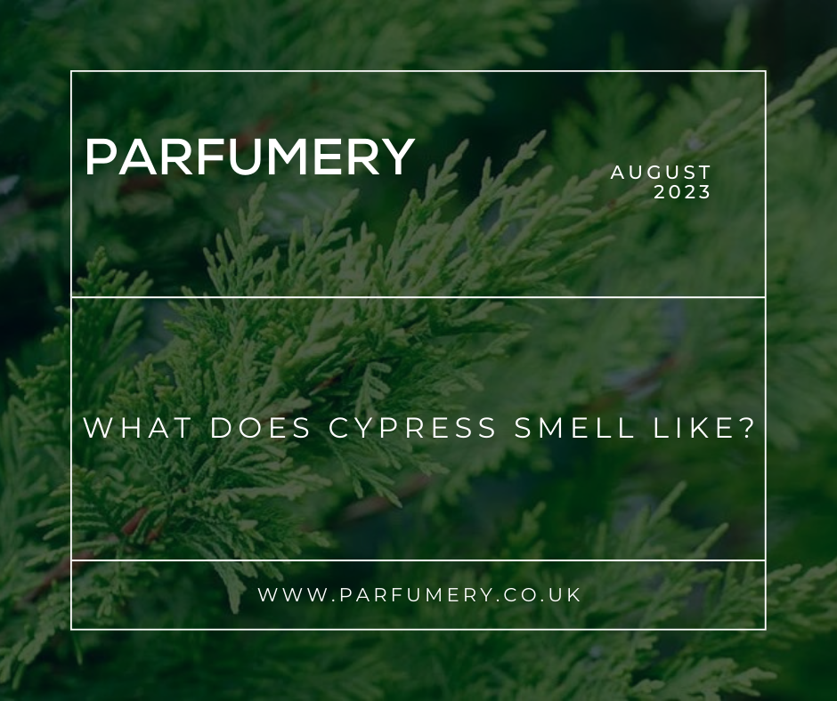 What Does Cypress Smell Like?