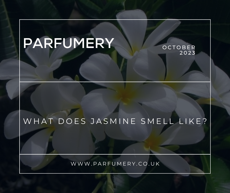 What Does Jasmine Smell Like?